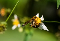 Closeup of bee and flower in the garden