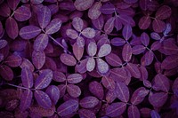 Purple leaf plant textured background