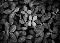 Leaves in a bush close up black and white background