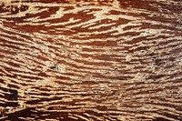 Close up of rustic textured wood pattern