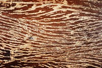 Close up of rustic textured wood pattern