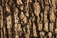 The bark of a tree background