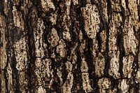 The bark of a tree background