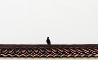 Small bird perched on the roof