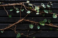 Tree branches on a dark wall background