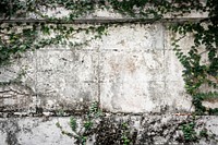 Green branches on a concrete wall background