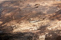 Grunge brown wooden textured background