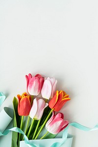Pink and orange tulips on blank white background template