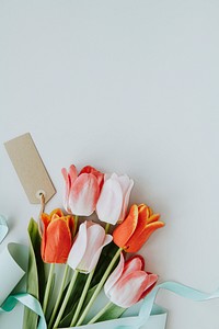 Pink and orange tulips on blank gray background template