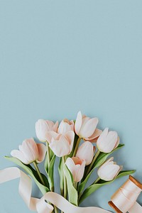 Pink tulip on blank blue background template