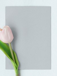 Fresh light pink tulip with blank card mockup