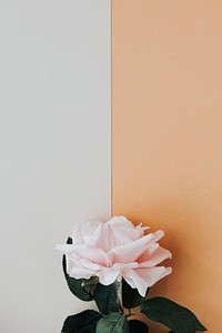 Pink rose on a two tone background