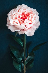 Pink peony on blue background