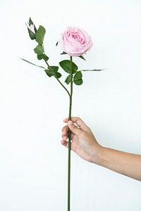 Hand holding a branch of pink rose