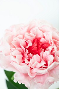 Closeup of pink peony on white background