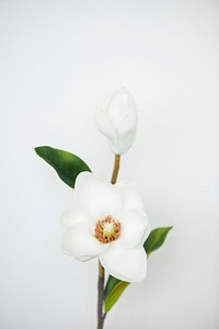 White magnolia on white background