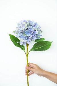 Hand holding a branch of a blue hydrangea flower