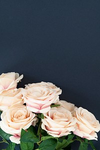 White roses pattern on blue background