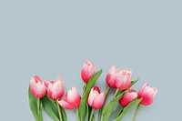 Red tulips on blue card mockup