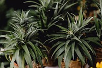 Pineapple plants in small pots