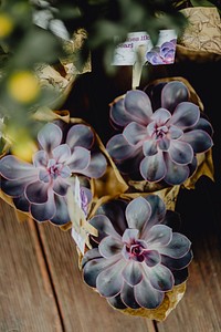 Small succulents in a flower shop