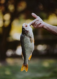 Fish hooked on a finger