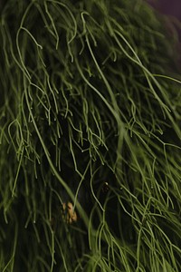 Close up of green stems