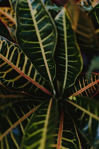 Closeup of croton petra foliages