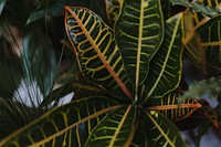 Closeup of croton petra foliages