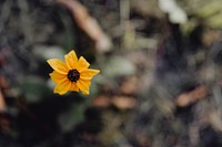 Closeup of black-eyed Susan flower in a garden
