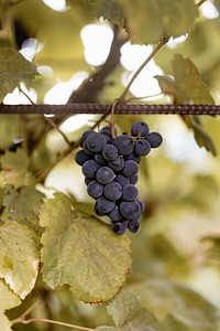 Closeup of grapes in a vineyard