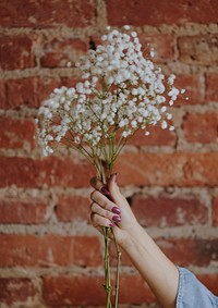 Woman holding a bunch of white gypsophila flowers