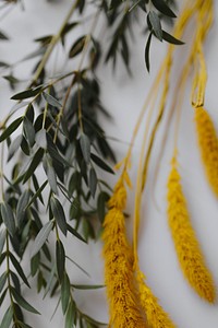 Yellow dried wheat with eucalyptus branch