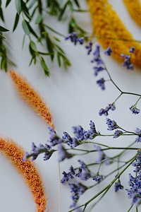 Various dried flowers on white background