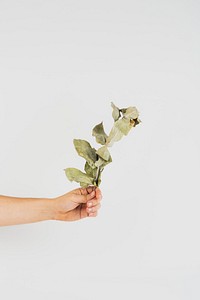 Hand holding a dried branch