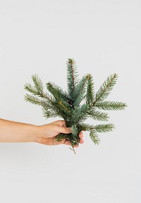 Hand holding branches of pine tree