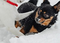 Dogs playing in a snowy park