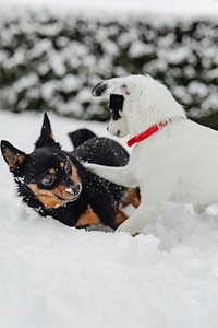 Dogs playing in a snowy park