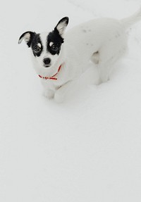 Dog walking in a snow covered garden