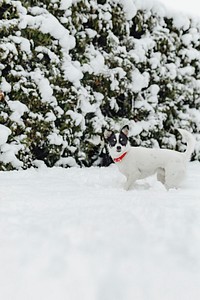 Dog walking in a snow covered garden