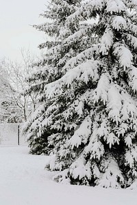 Spruce covered with snow in a park