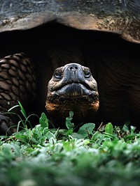 Closeup of a Gal&aacute;pagos tortoise