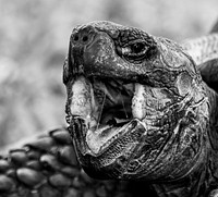 Closeup of a Gal&aacute;pagos tortoise