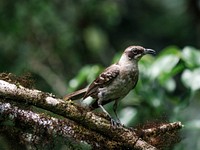 Closeup of the Espa&ntilde;ola Mockingbird on Espa&ntilde;ola Island in the Gal&aacute;pagos Islands, Ecuador