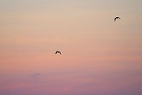 Pair of flying Gal&aacute;pagos petrels in a pink sky of the Gal&aacute;pagos Islands, Ecuador