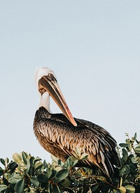 Pelican on a tree top of the Gal&aacute;pagos Islands, Ecuador
