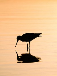 Silhouetted of an Oystercatcher on the coast of the Gal&aacute;pagos Islands, Ecuador