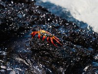 The Sally Lightfoot crab on a shore of the Gal&aacute;pagos Islands, Ecuador