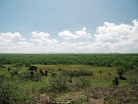 View of jungle on the Gal&aacute;pagos Islands, Ecuador