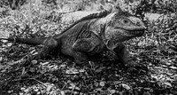 The Galapagos land iguana on the Gal&aacute;pagos Islands, Ecuador
